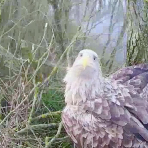 Zeearend, buizerd én havik strijden om hetzelfde nest