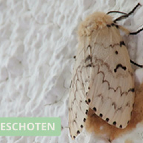 Plakker 'legt' eieren
