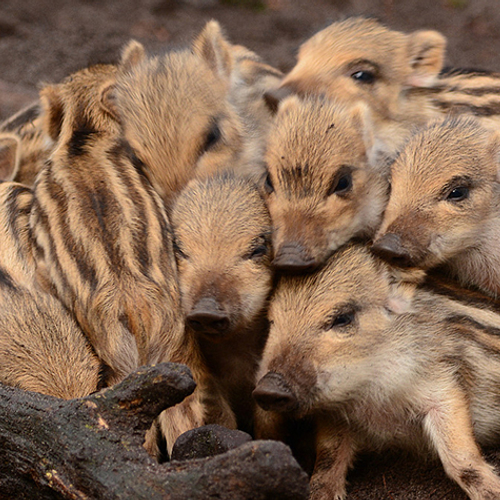 Deens hekwerk moet Duitse wild zwijn tegenhouden