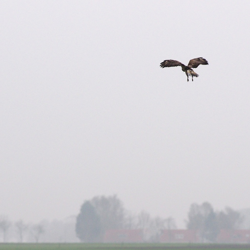 Ruigpootbuizerd baalt van nep-vergroening