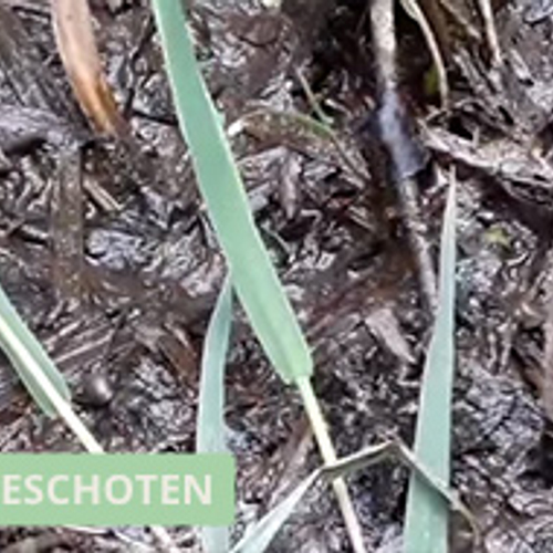 Springende kleine padjes