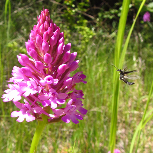 Onverwachte natuur: orchidee tussen de hoogovens