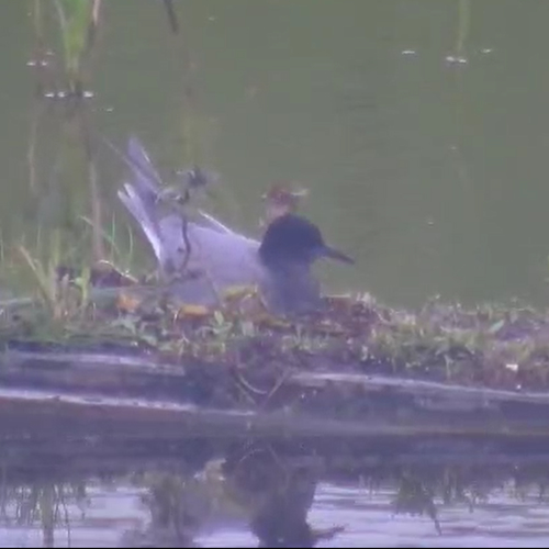 Beleef de Lente: zwarte stern voor de camera