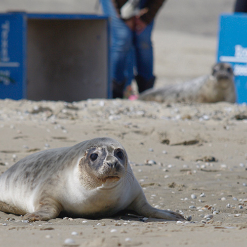 De laatste zeehond