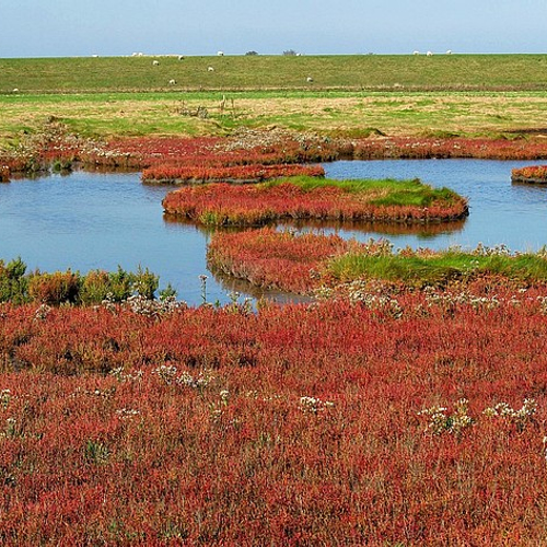 Klimaatverandering maakt schorren kwetsbaarder