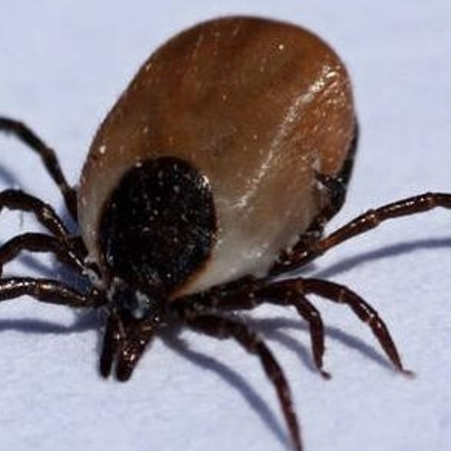 Voor Nederland nieuw virus ontdekt in teken