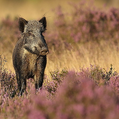 Hoge Veluwe op slot voor nieuwe zwijnen