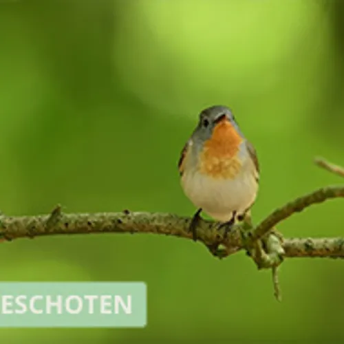 Zingende kleine vliegenvanger
