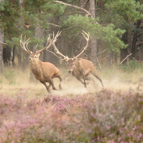 Flevoland: afschieten herten enige keuze