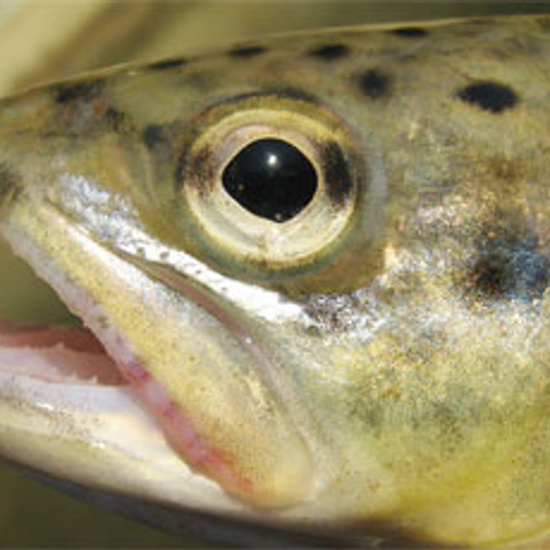 Jacht op regenboogforellen na Deens ongeval