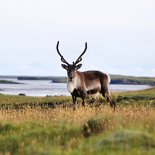 Noorse rendieren moeten dood vanwege hersenziekte