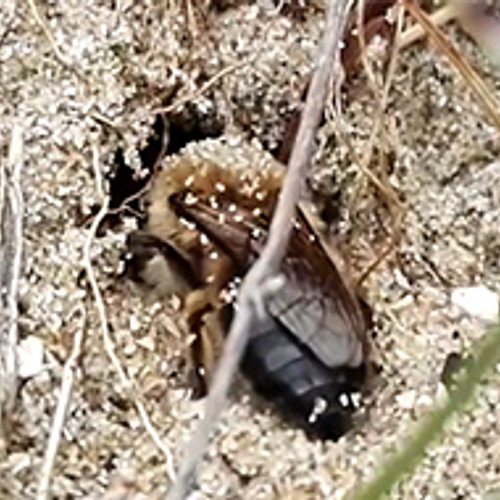 Viltvlekzandbij graaft gang