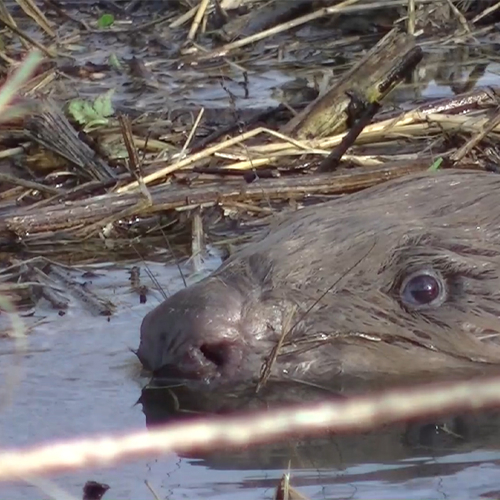 Intieme beelden van bever | Zelf Geschoten