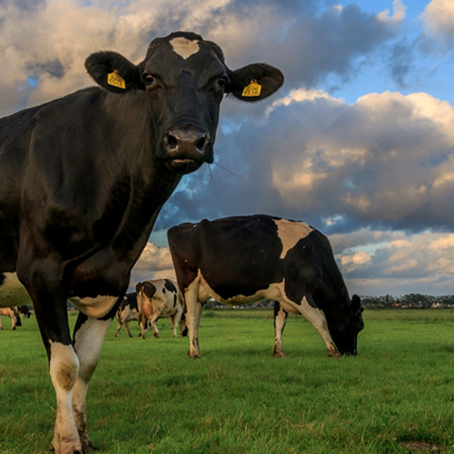 Afbeelding van Misleidende groene teksten op verpakkingen Melkunie