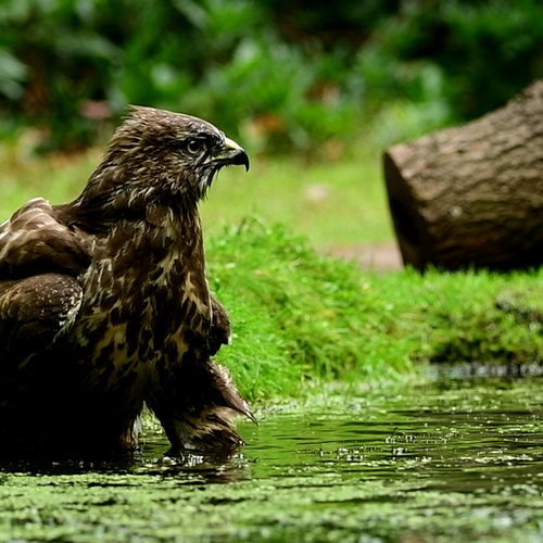 Badderende buizerd