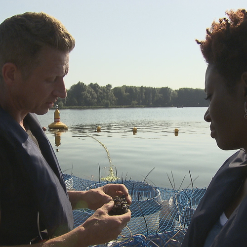 Mossels tegen blauwalg