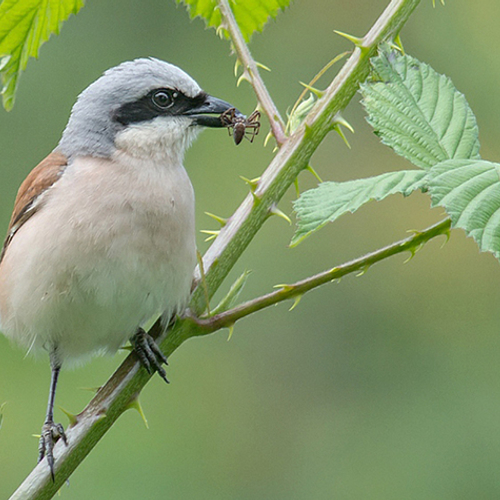 De zeldzame grauwe klauwier