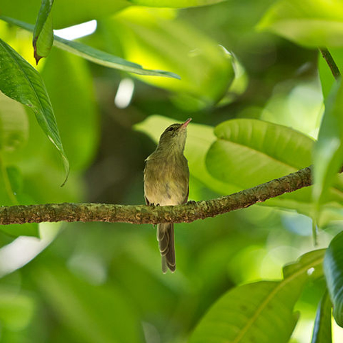 Sociale Seychellenrietzanger