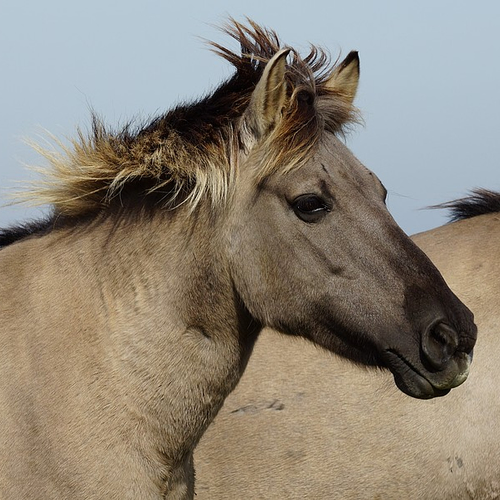 Grote grazers naar 'hoogwatervluchtplaats'