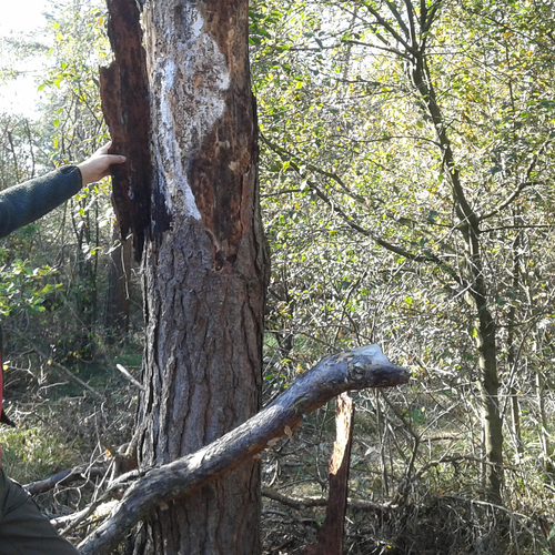 Hagelstenen maken nieuwe natuur