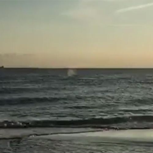 Groenlandse walvis zaterdag al gezien bij Ritthem