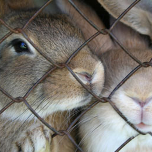 Dierenleed in Brussels proeflab