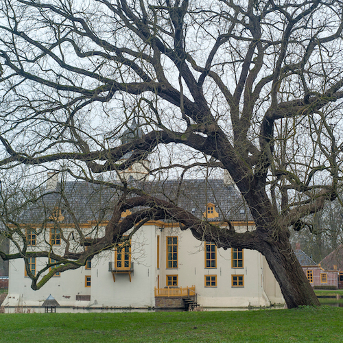 De vrijmetselaarsboom