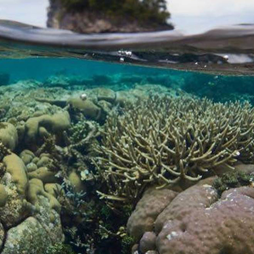 Toeristen zetten Indonesisch duikparadijs onder druk