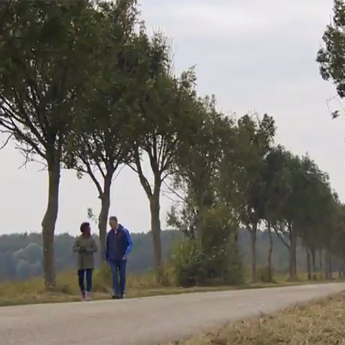 Zoek mee naar niet zieke essen