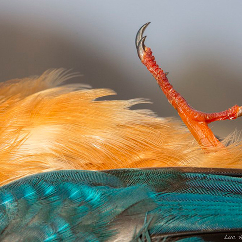 IJsvogels overleven strenge koude niet