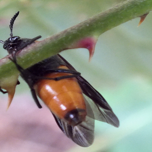 Zonderlinge kever in een wespennest