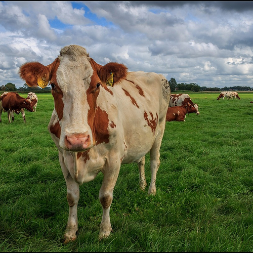 'Schrap subsidie melkveehouderij'