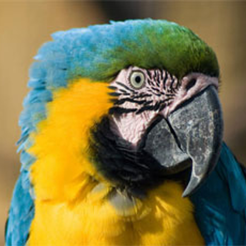 Vogelredder durft zelf niet meer uit boom