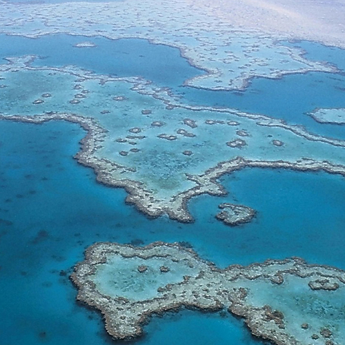 Afbeelding van Australische Great Barrier Reef is bleker dan ooit