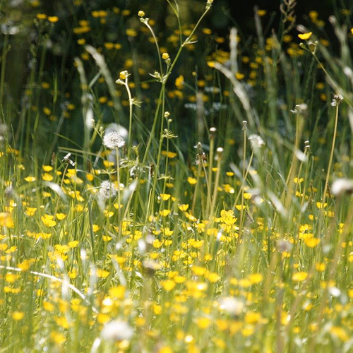 Afbeelding van Door klimaatverandering steeds eerder last van hooikoorts