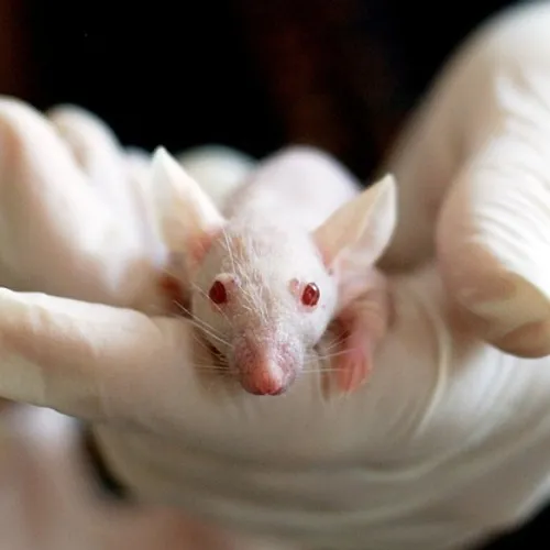 Afbeelding van Daling in aantal dierproeven: minder muizen, wel meer vissen