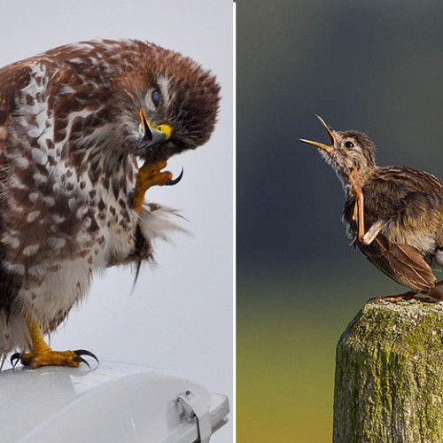 Dieren met jeuk trekken gekke bekken