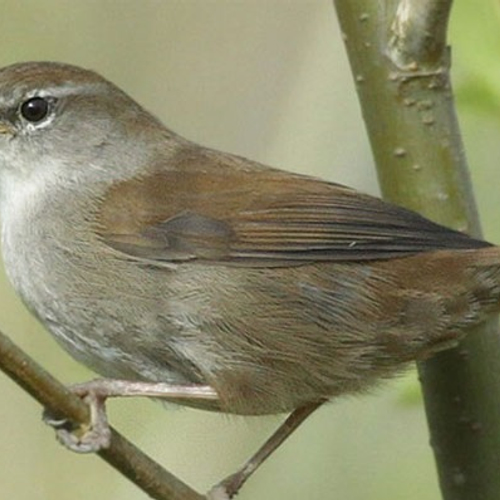 Internationaal vogelconcert om 6 uur