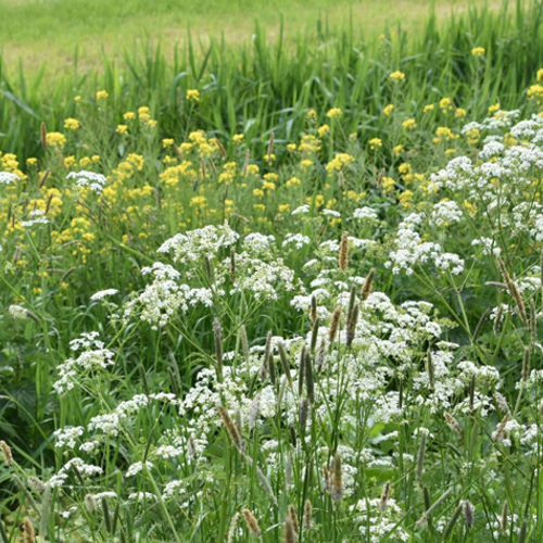 Kijk uit met inzaaien bloemenmengsels, beheer doet meer