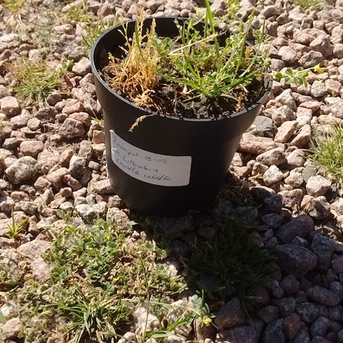 Strandrupsklaver: nieuwe 'camping' plantensoort