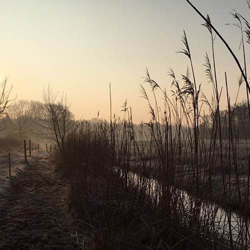 Riet snijden in de winter