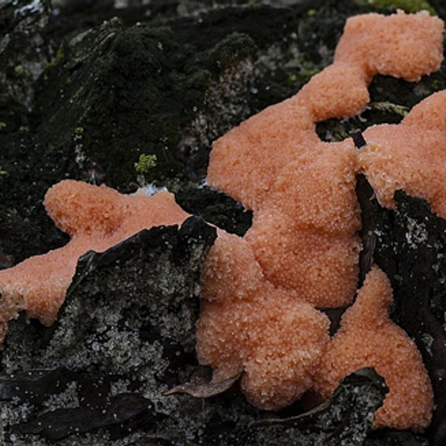 Schitterend gekleurd snot (fotoserie)