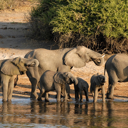 Afbeelding van De beste internationale natuurboeken
