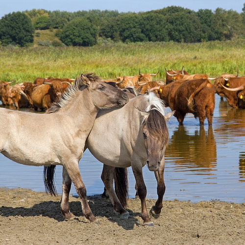 Grote grazers zoeken verkoeling