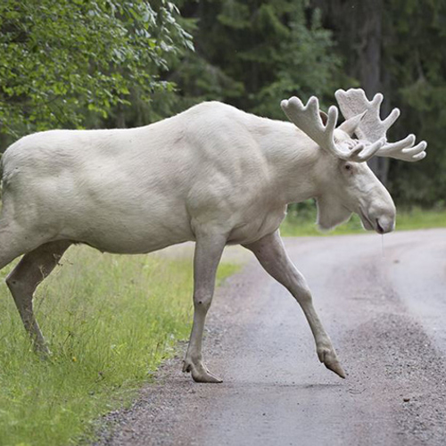 Zeldzame witte eland gefilmd in Zweden