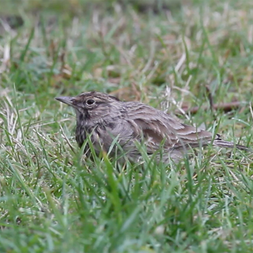 Zeldzame kuifleeuwerik | Zelf Geschoten