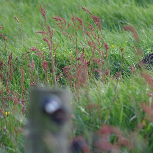 Wulp heeft het zwaar in 'Het Jaar van...'