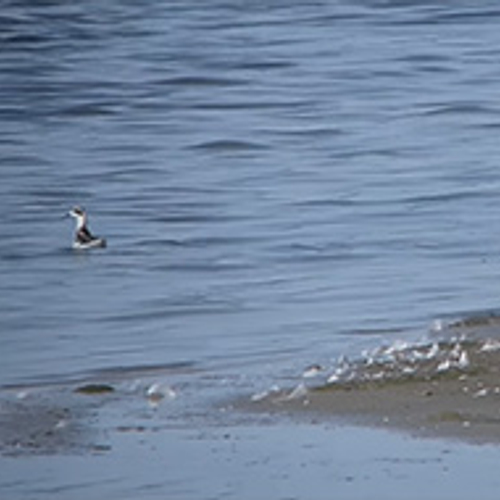 Grauwe franjepoot pikt om zich heen