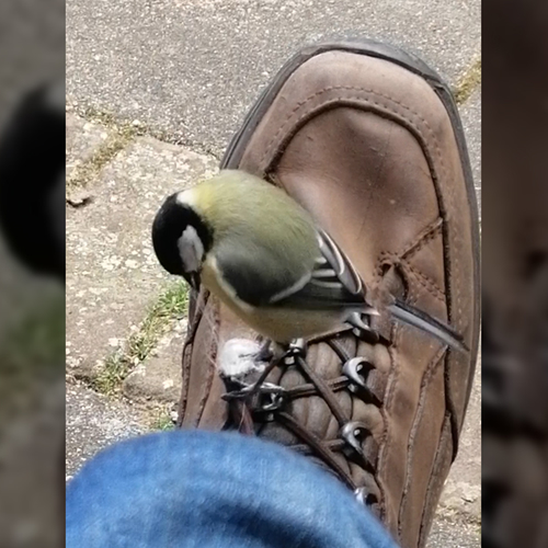 Brutale koolmees plukt schoenveter | Zelf Geschoten