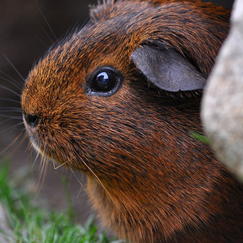 Schokkende handel van cavia’s